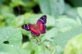 NYMPHALIDAE, Anartia amathea